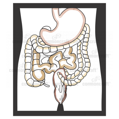 Anatomy GI Tract