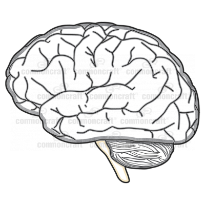 Brain Side Stem