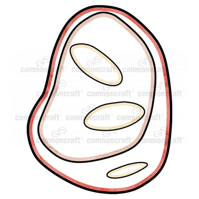 Cell Basic