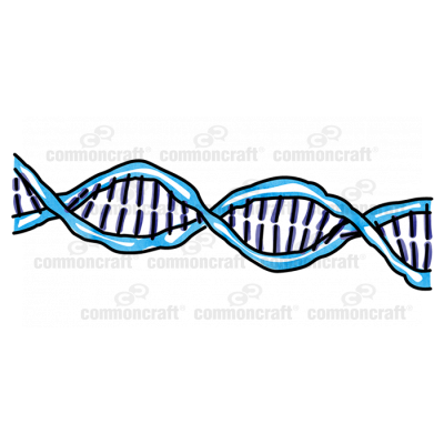 DNA Double Helix