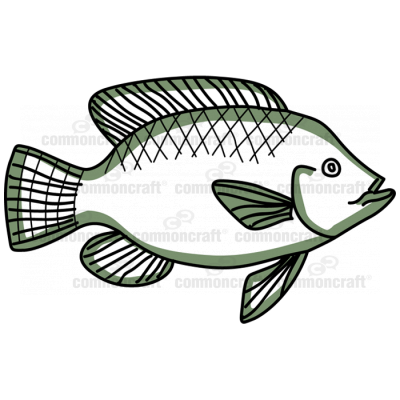 Fish Tilapia