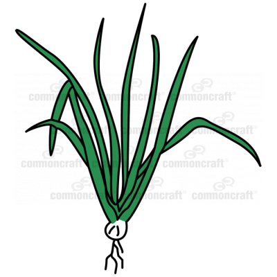 Green Onion 1