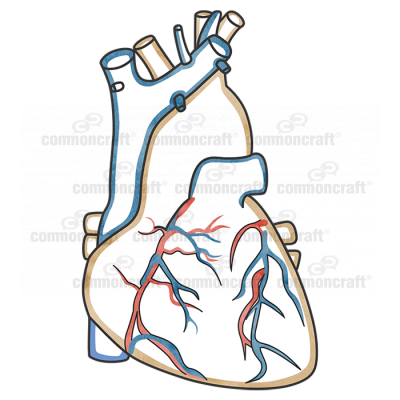 Heart Aorta
