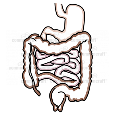 Intestines GI Tract