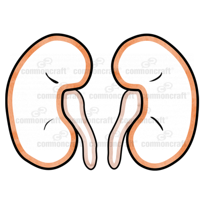 Kidney Pair