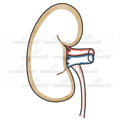 Kidney Single