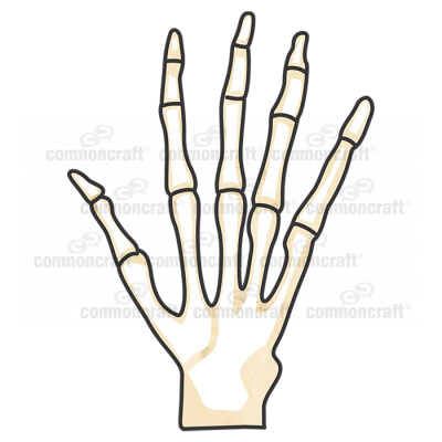 Skeleton Hand