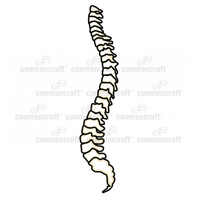 Skeleton Spine