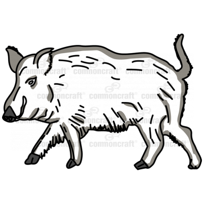 Wild Pig