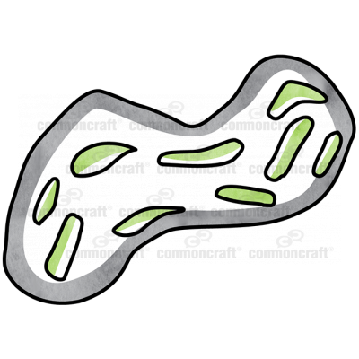 Bacteria 3