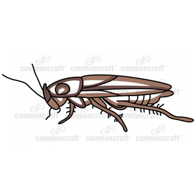 Roach Side